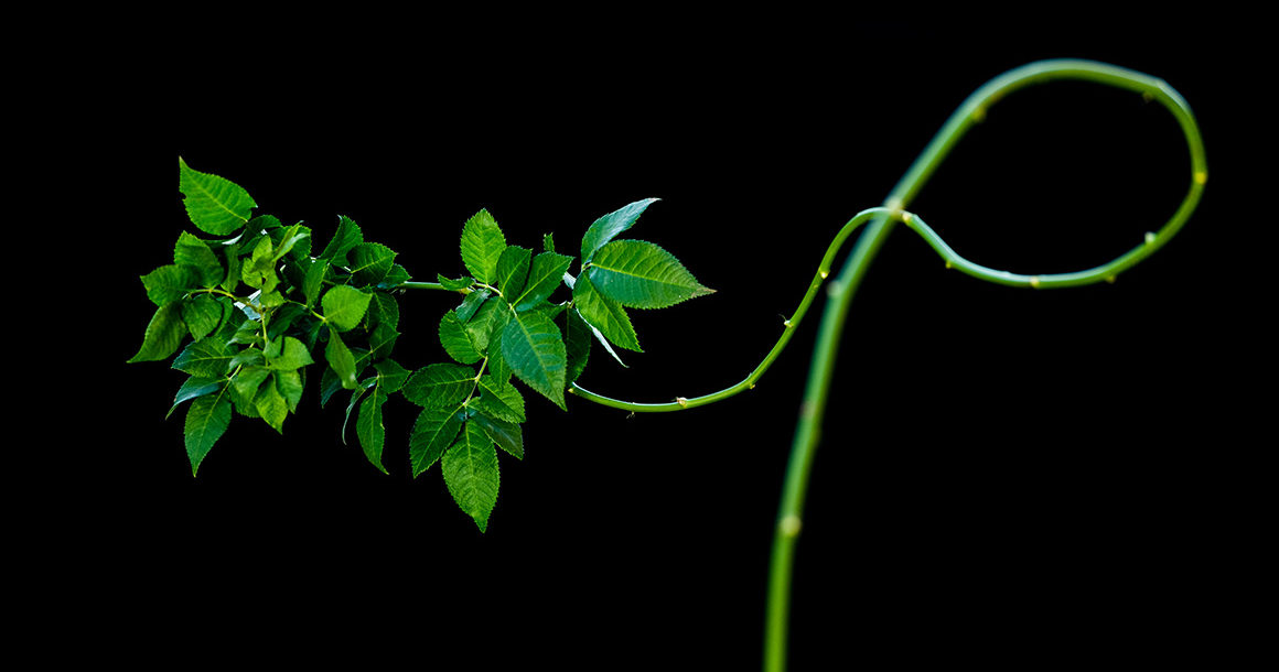 rosa smeralda green show